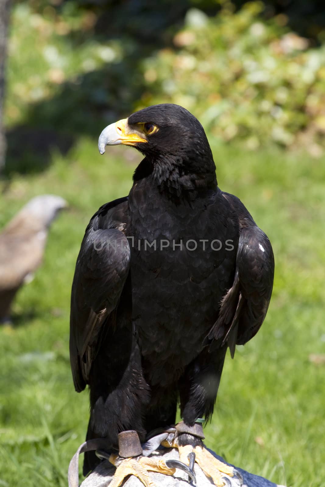 Black eagle by FernandoCortes