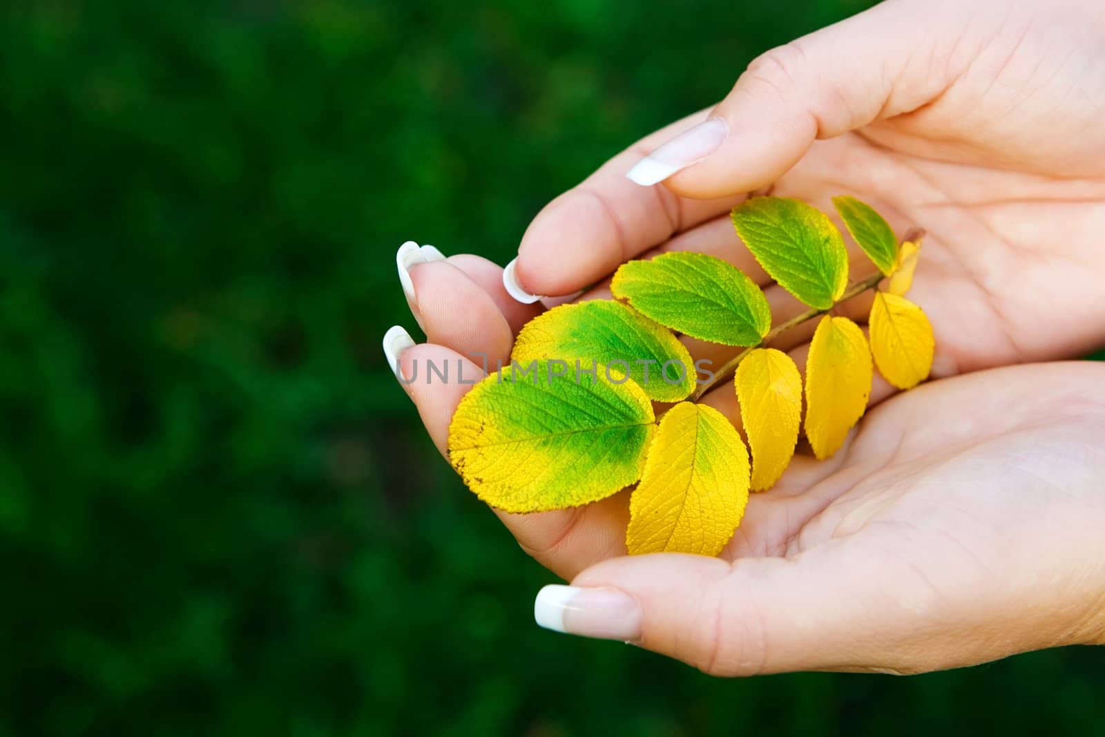 Lady holding yellow and green leaves in her hands