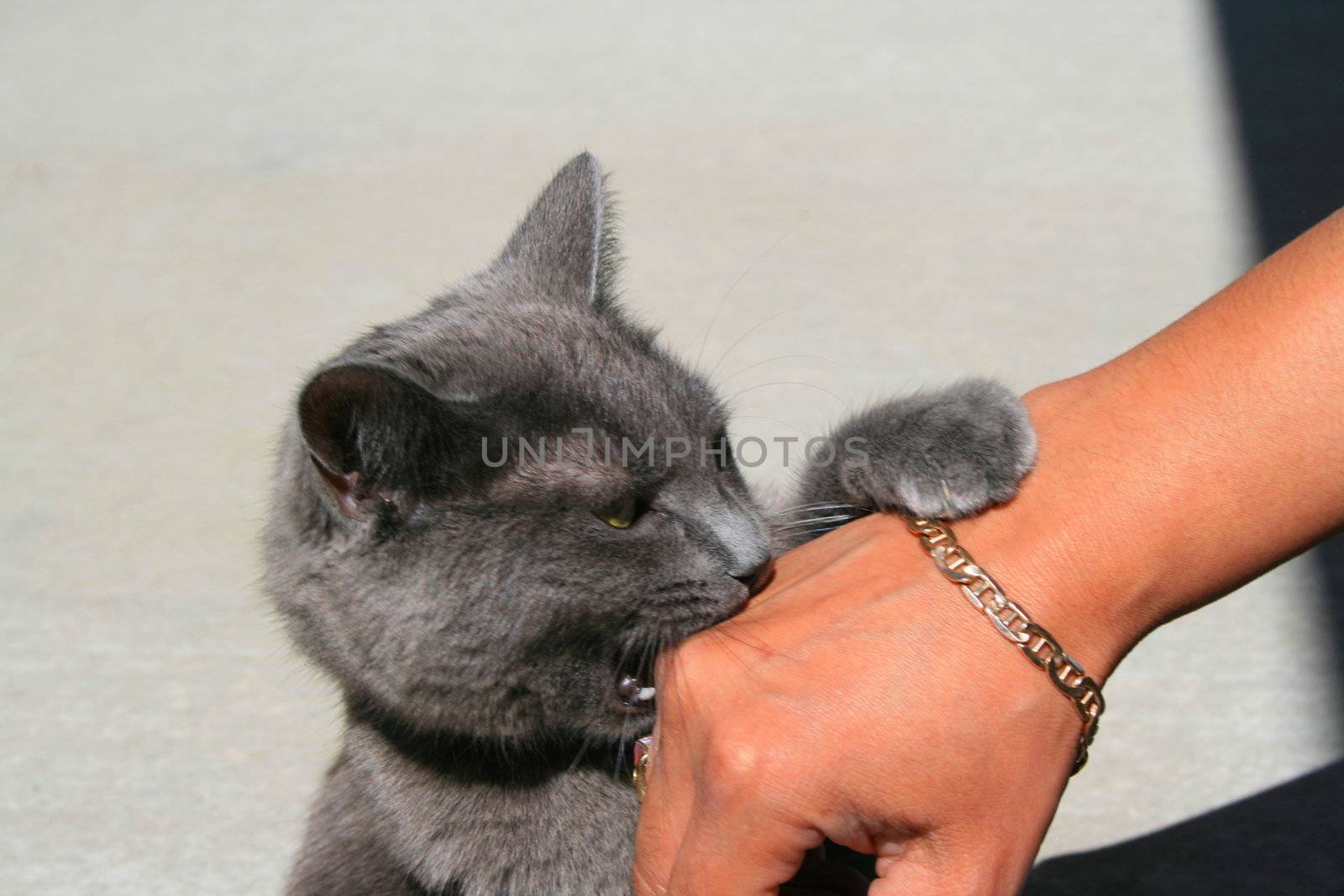 Gray domestic short hair cat biting a hand.
