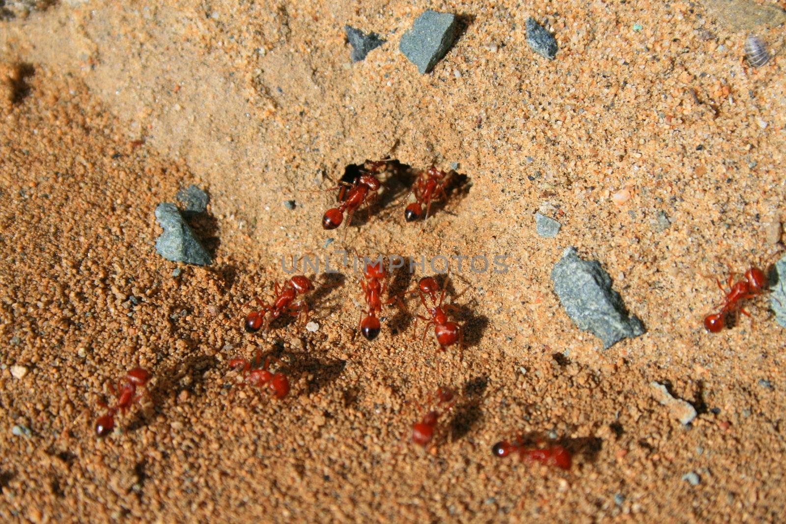 Close up of a colony of fire ants.
