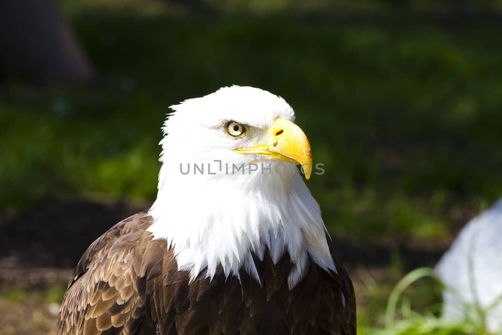 American Bald Eagle (Haliaeetus leucocephalus) by FernandoCortes