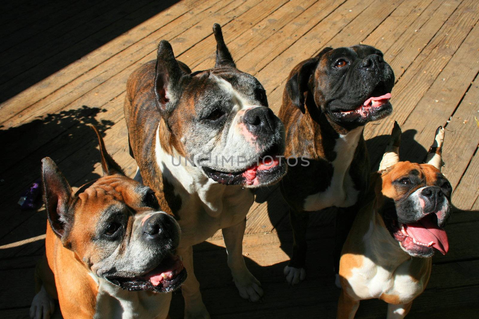 Four Boxer Dogs Looking Up by MichaelFelix