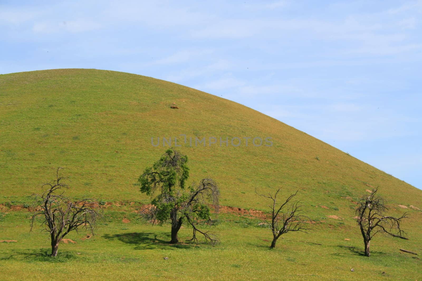 Hilltop with a group of trees over blue sky.
