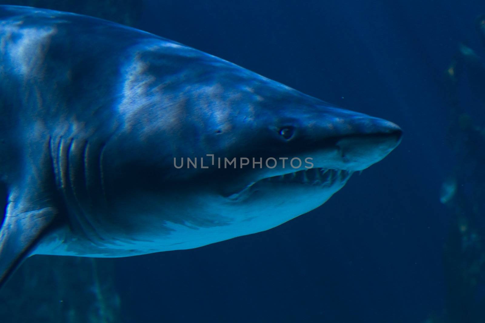 A white shark swimming along underwater by FernandoCortes