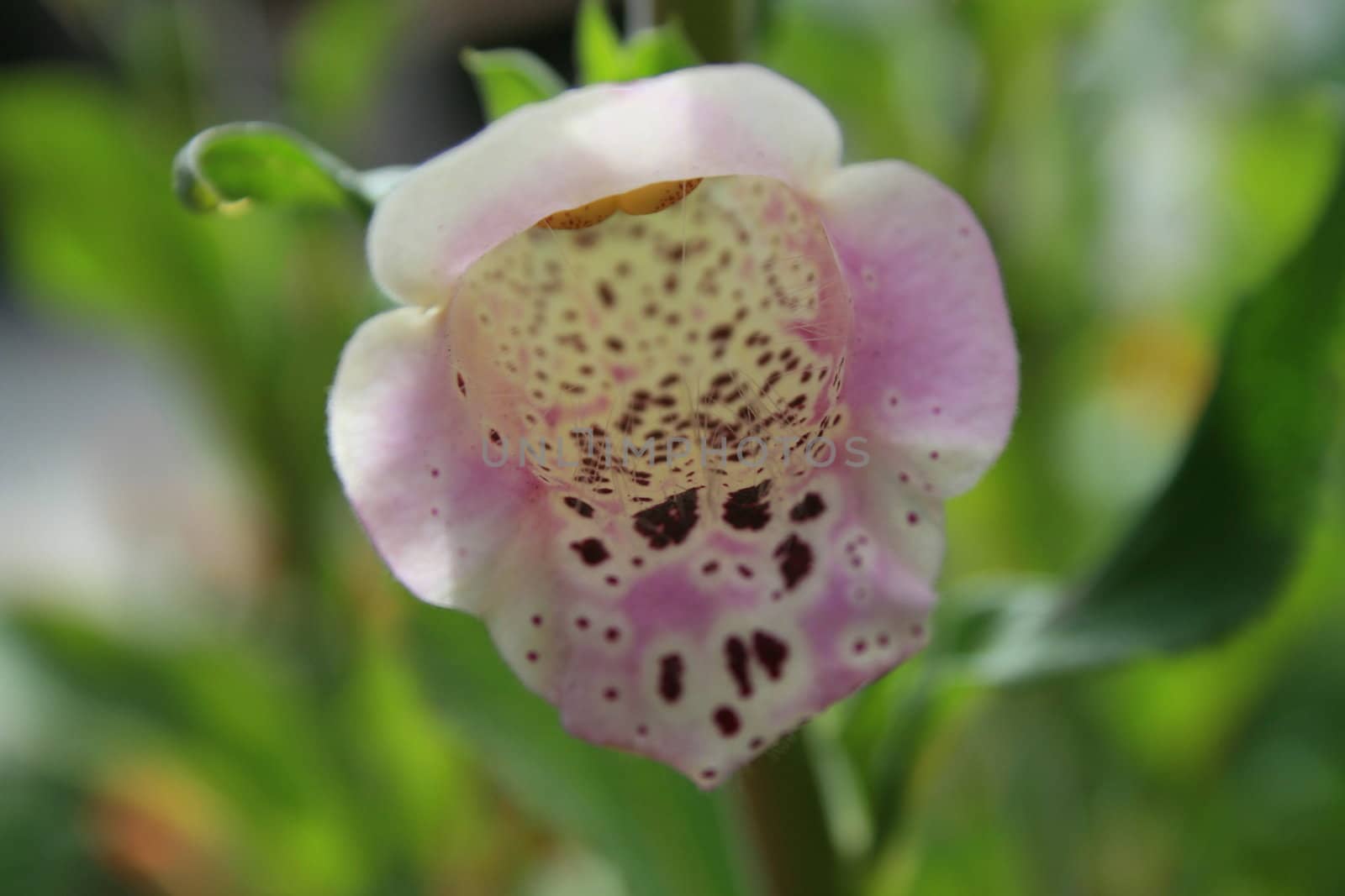 Close up of a purple foxglove flower.
