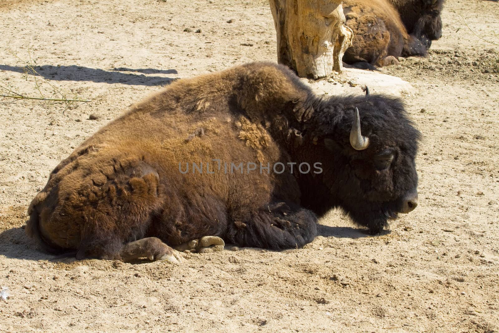 Head on American Bison by FernandoCortes