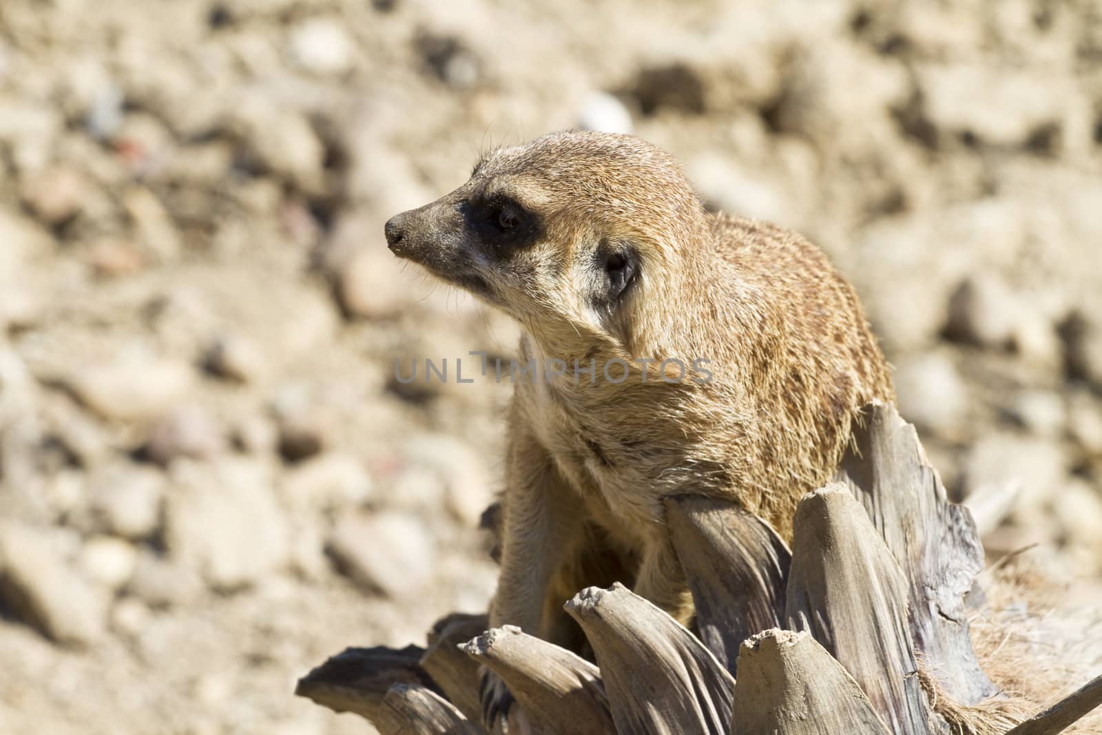 Meerkat (Suricata suricatta) portrait