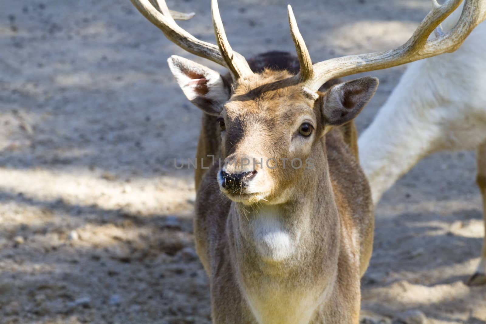 Deer with horns