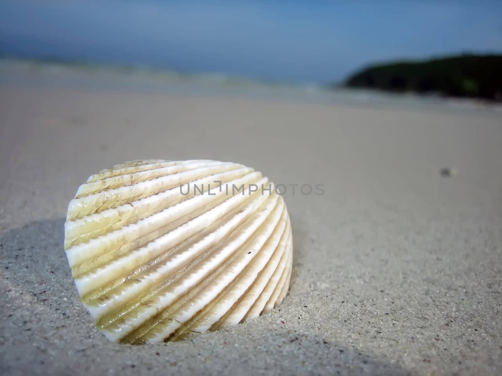 Shell on the sandy beach overhelmed by waves
