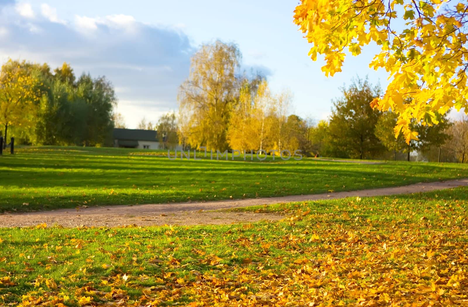 Autumn landscape with green grass covered with yellow maple leaves