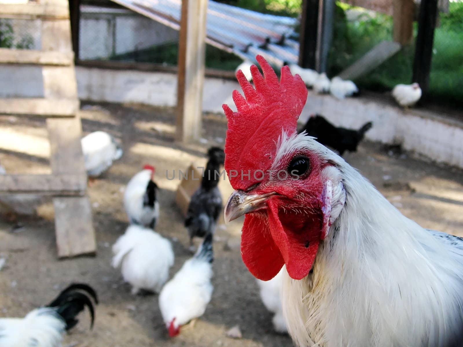 White cock with red comb at the farm