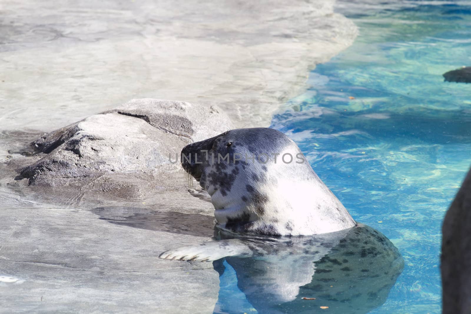 Sea lions