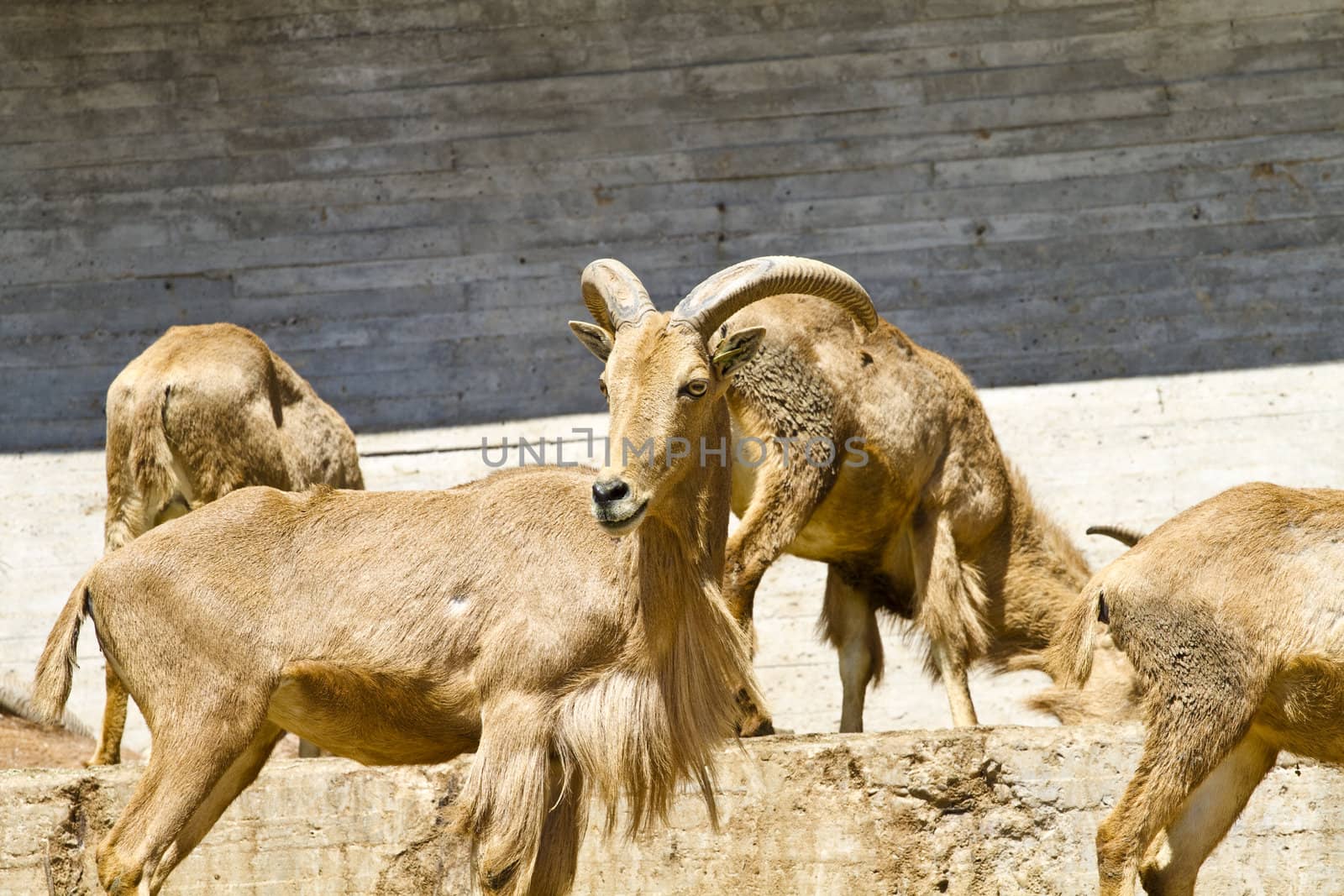 Spanish ibex