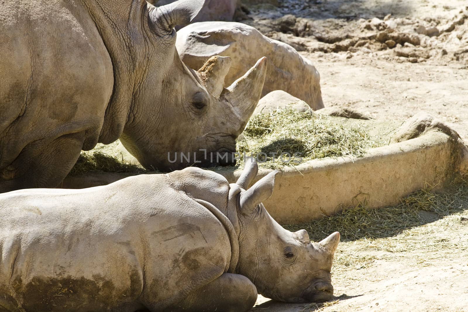 White rhino (Ceratotherium simum)