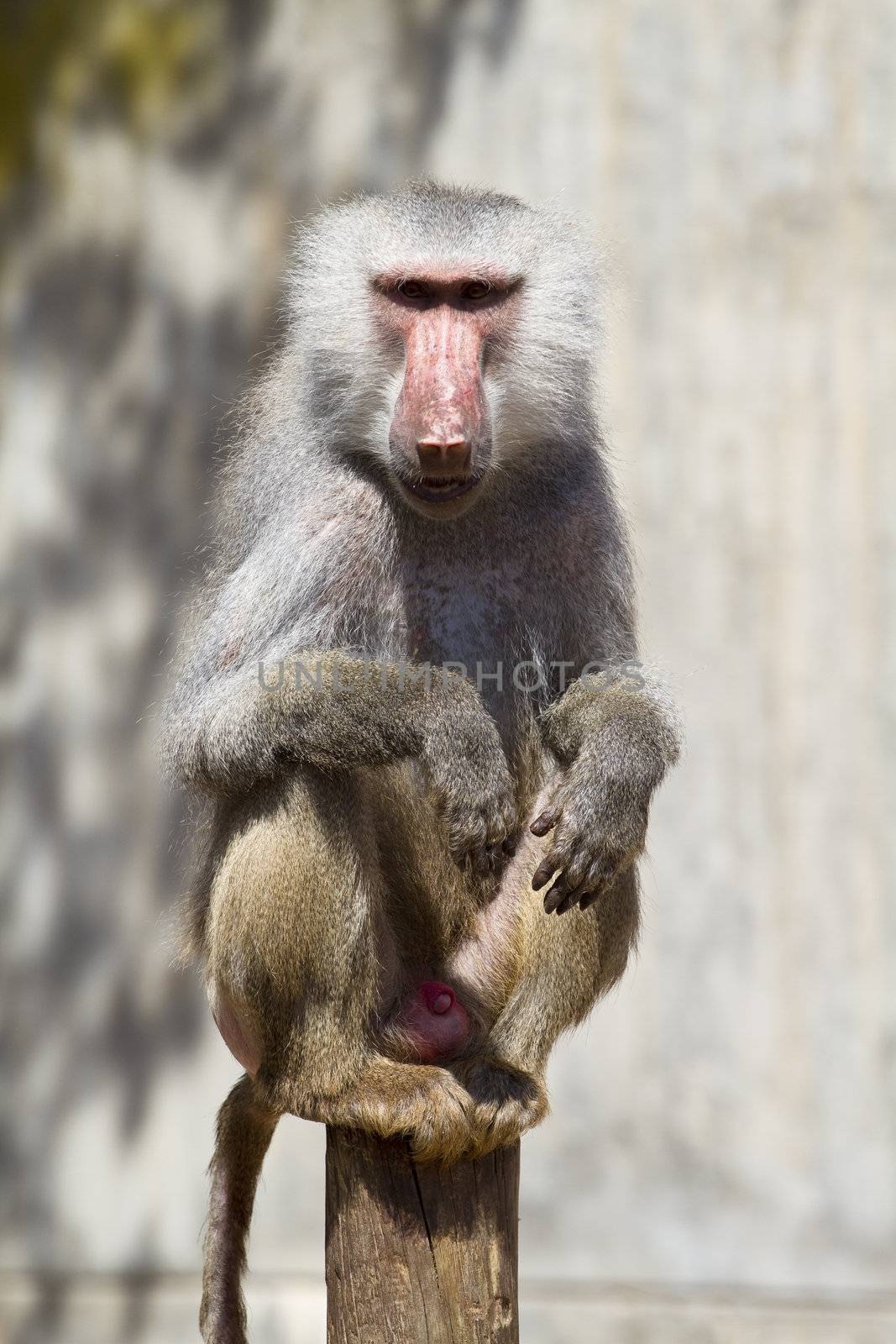 Baboon (Papio hamadryas ursinus), male