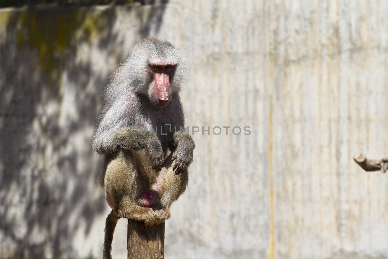 Baboon (Papio hamadryas ursinus), male