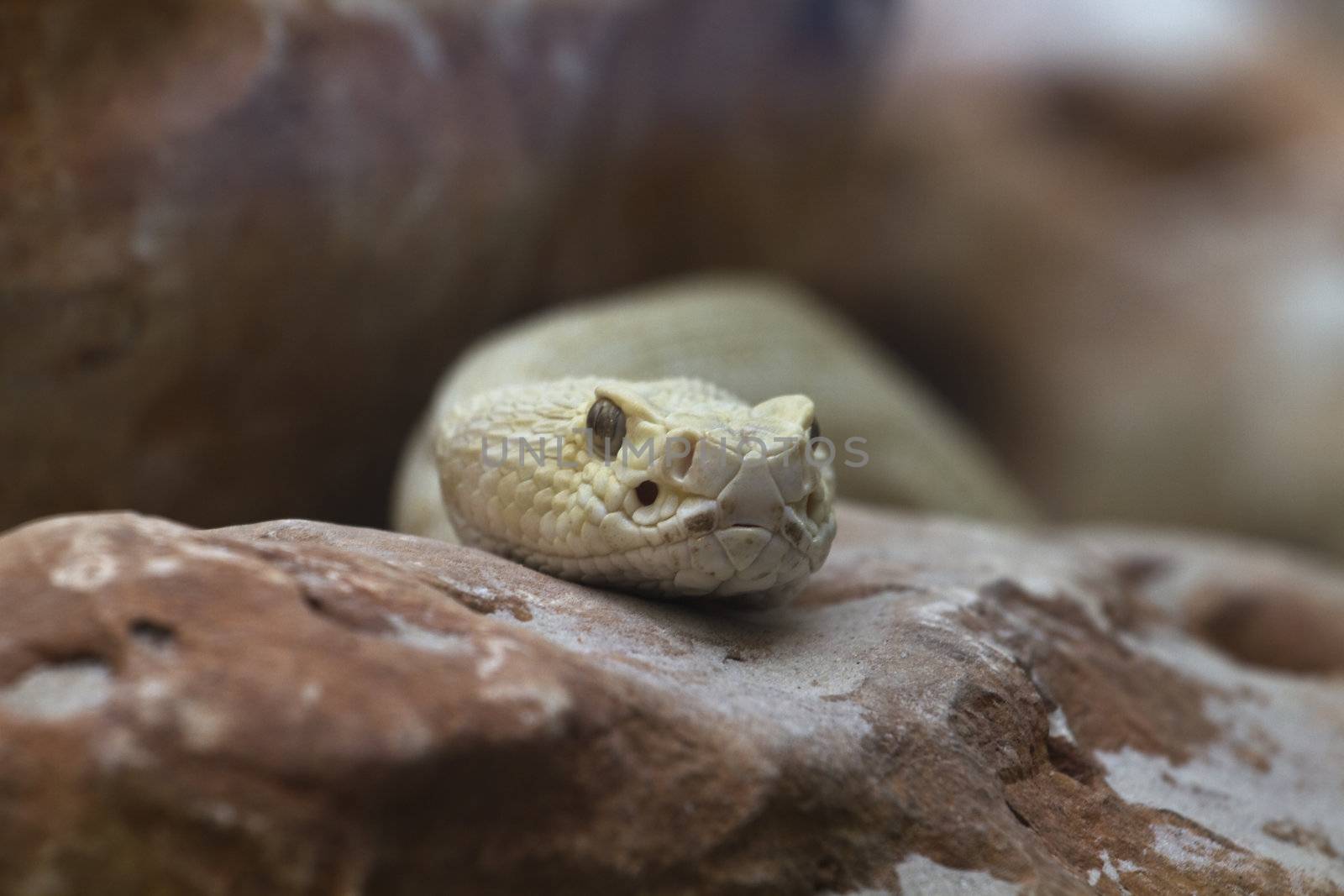 White snake by FernandoCortes