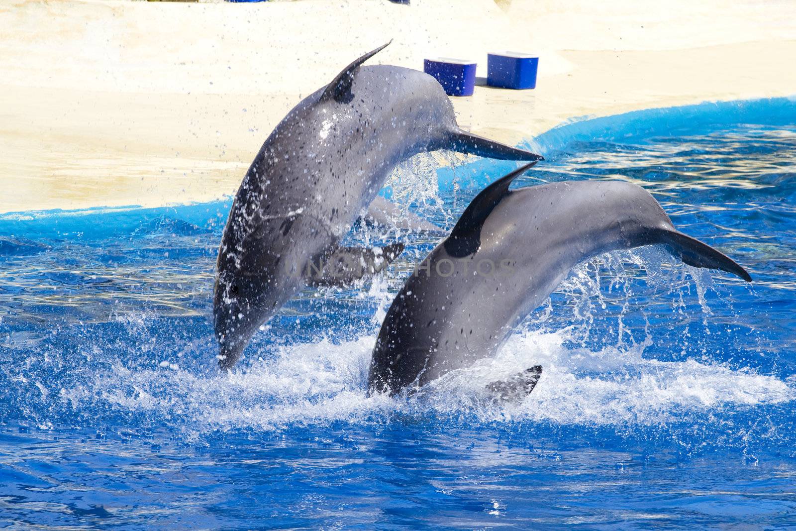 dolphin jump out of the water in sea