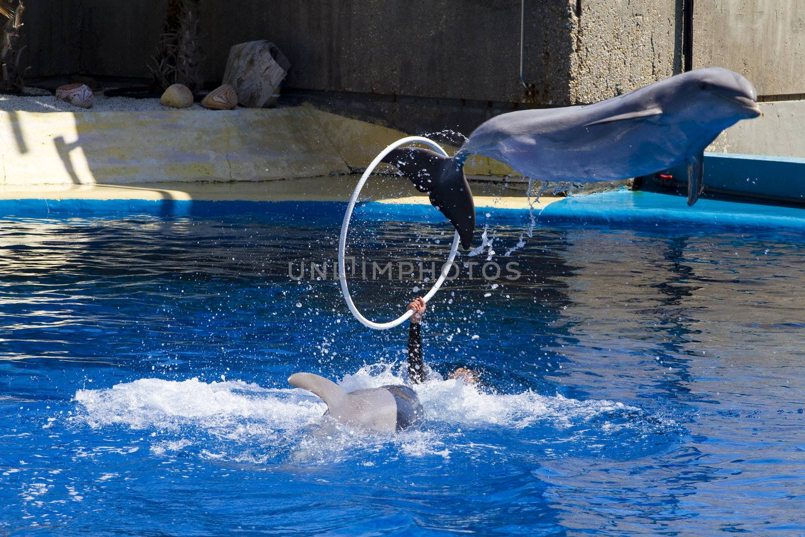 dolphin jump out of the water in sea