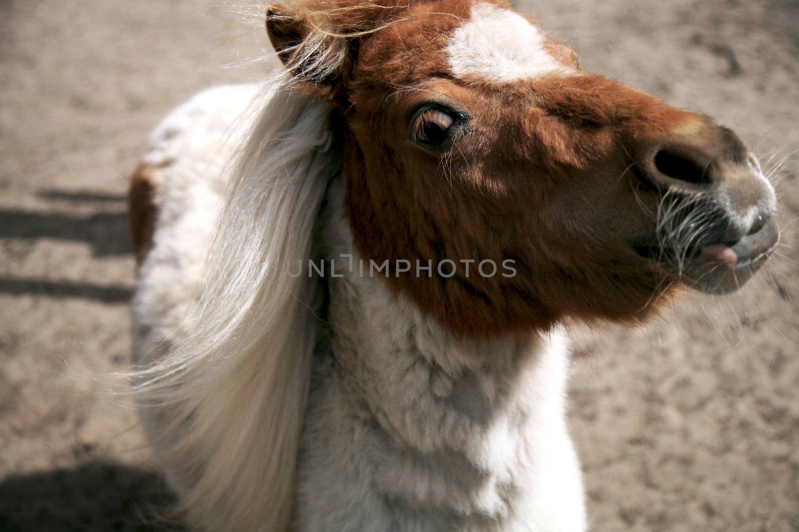 Horse brown-white head close-up by fotokate