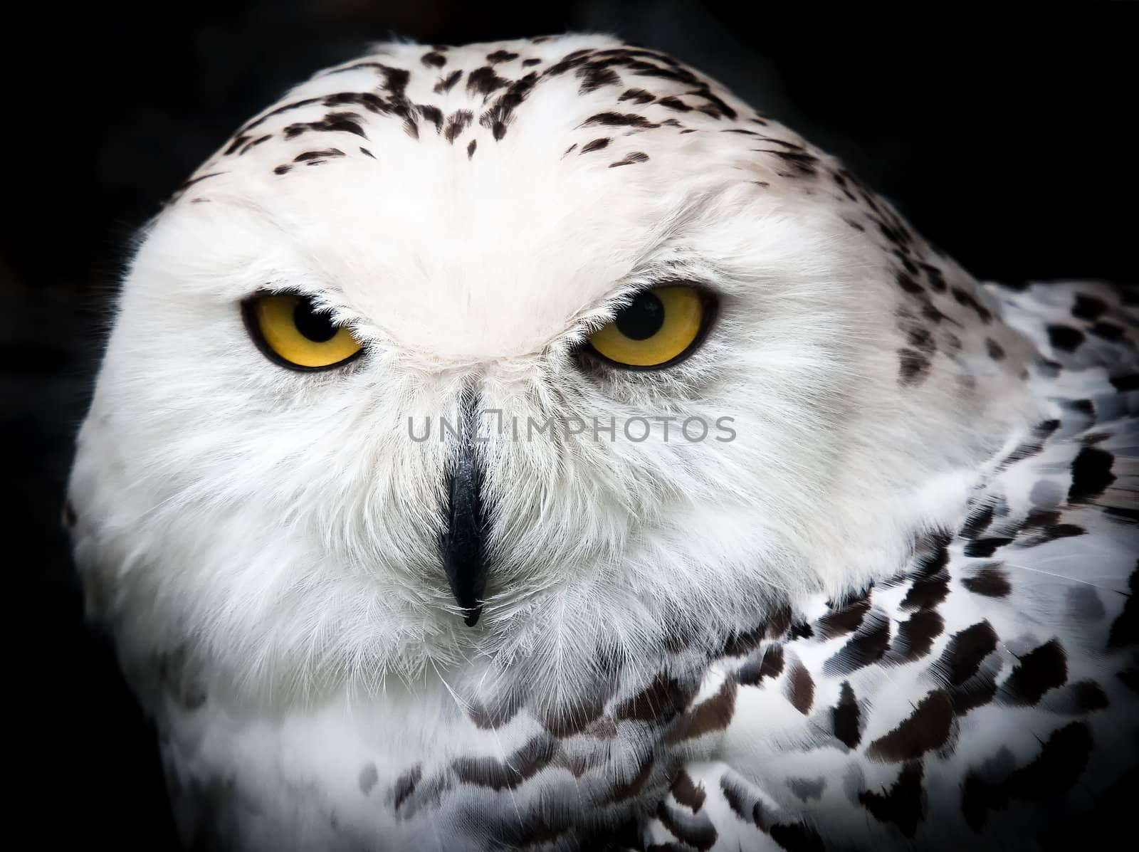 Snowy Owl by nialat