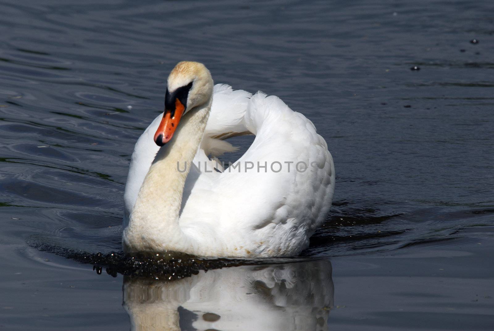Closeup picture of a beautiful White Swan swimming