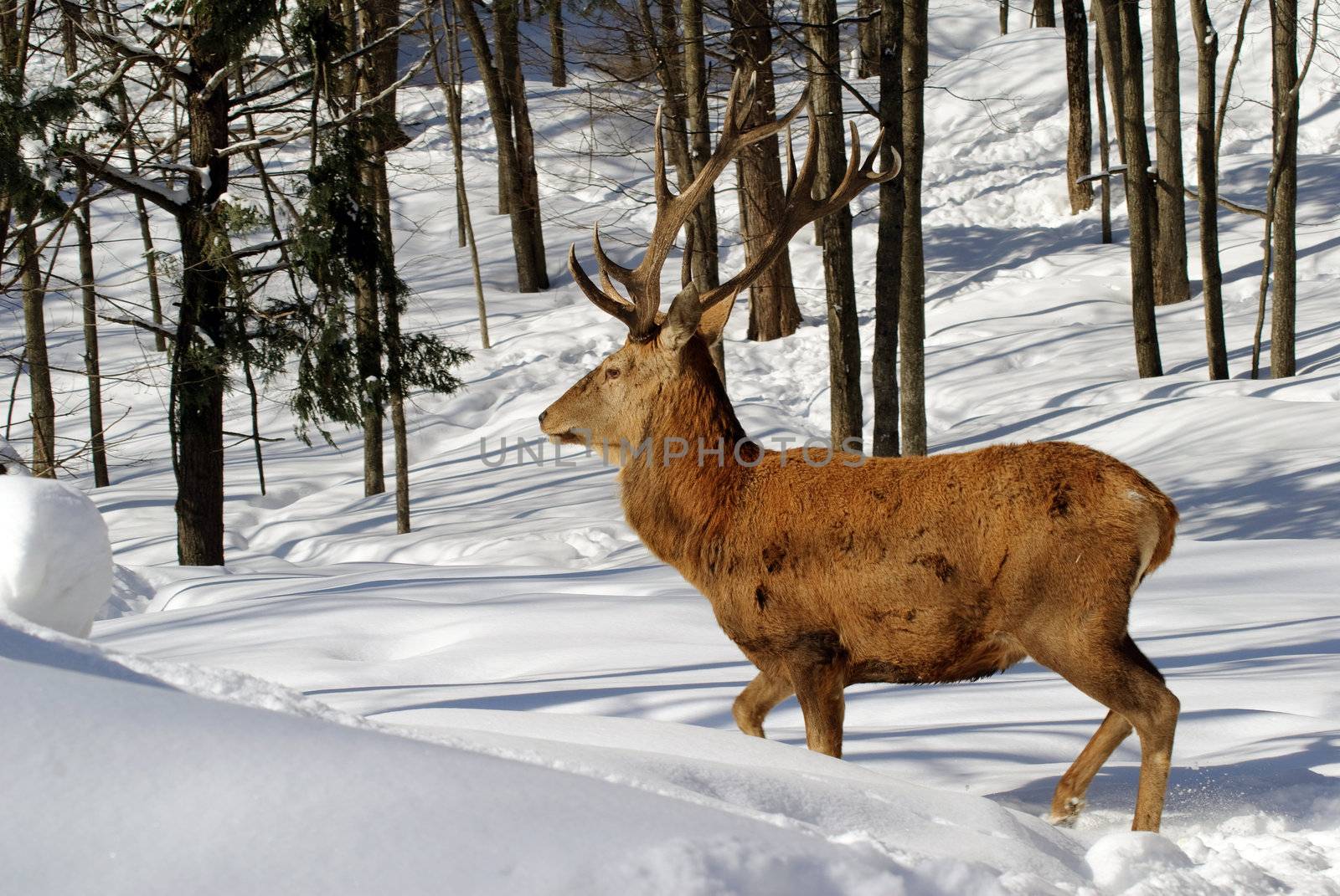 Wild elks in winter