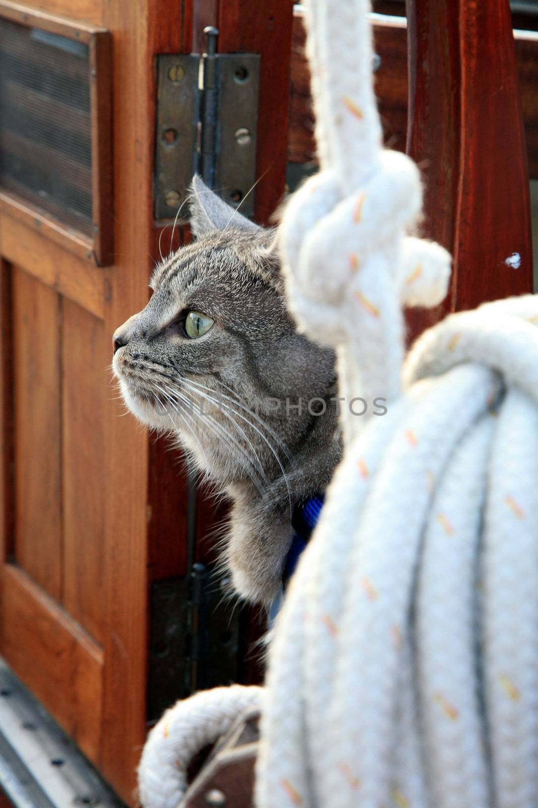 Animal passenger – grey house cat yachtsman on the deck of the yacht.