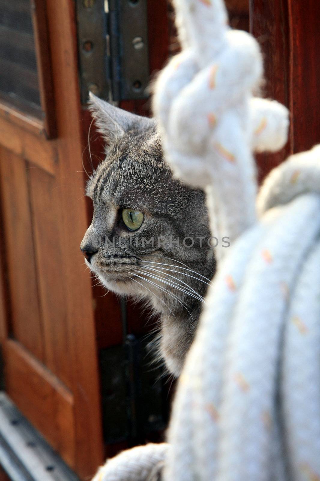 Animal passenger – grey house cat yachtsman on the deck of the yacht.