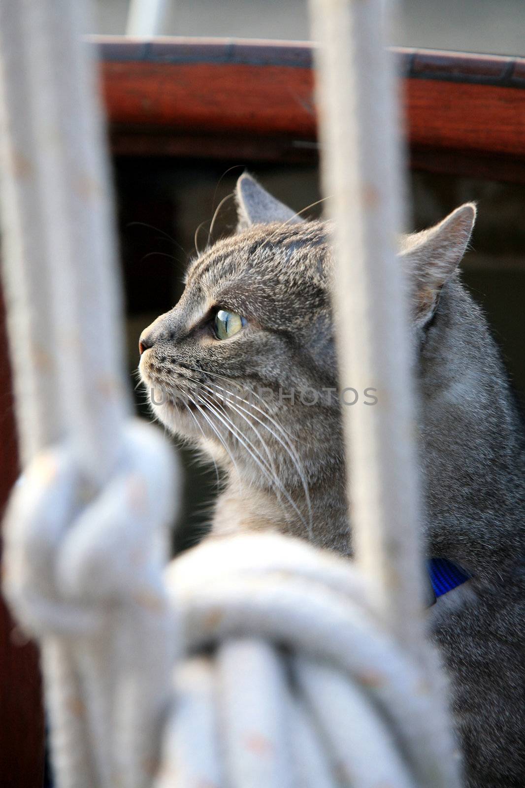 Animal passenger – grey house cat yachtsman on the deck of the yacht.