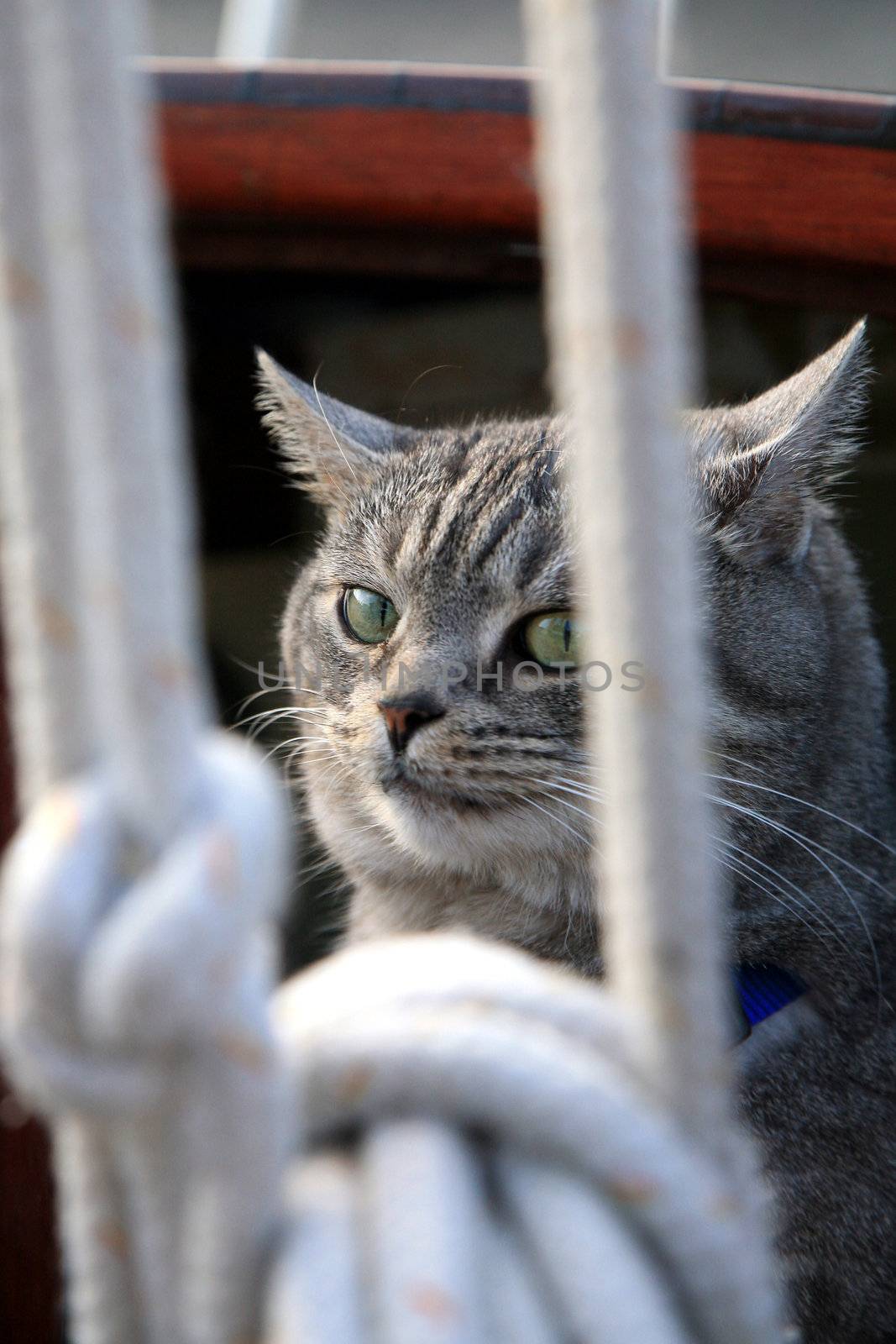 Animal passenger – grey house cat yachtsman on the deck of the yacht.