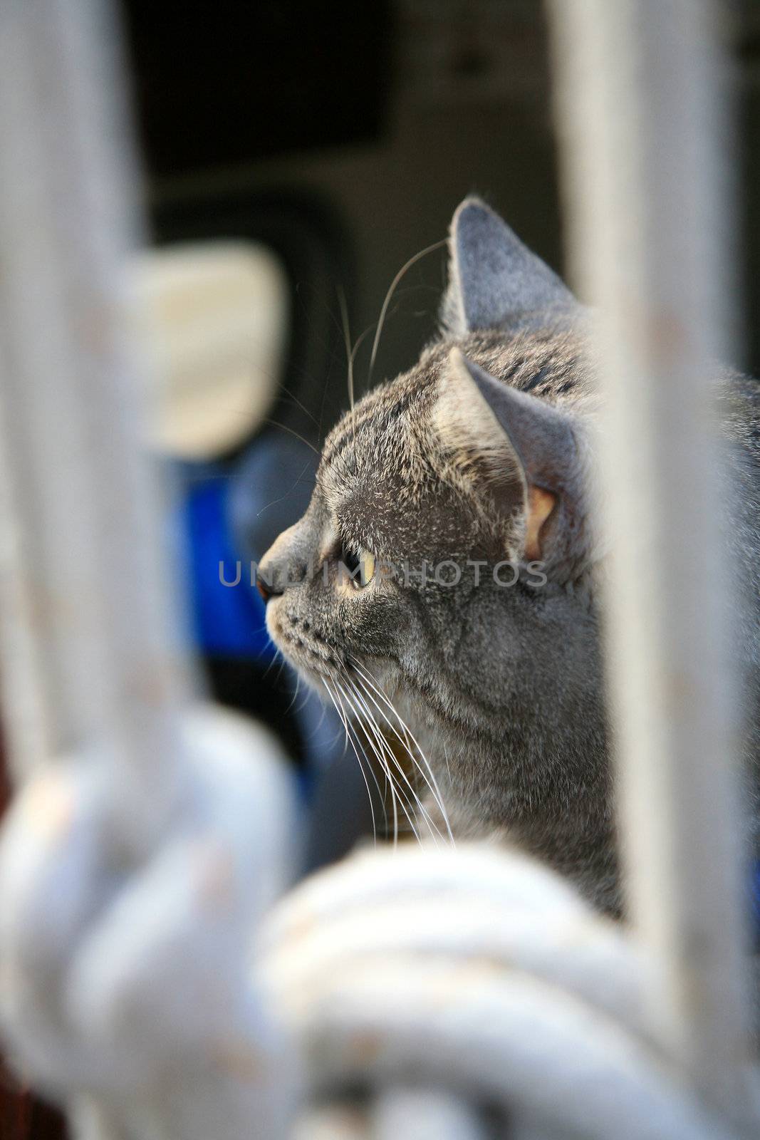 Animal passenger – grey house cat yachtsman on the deck of the yacht.