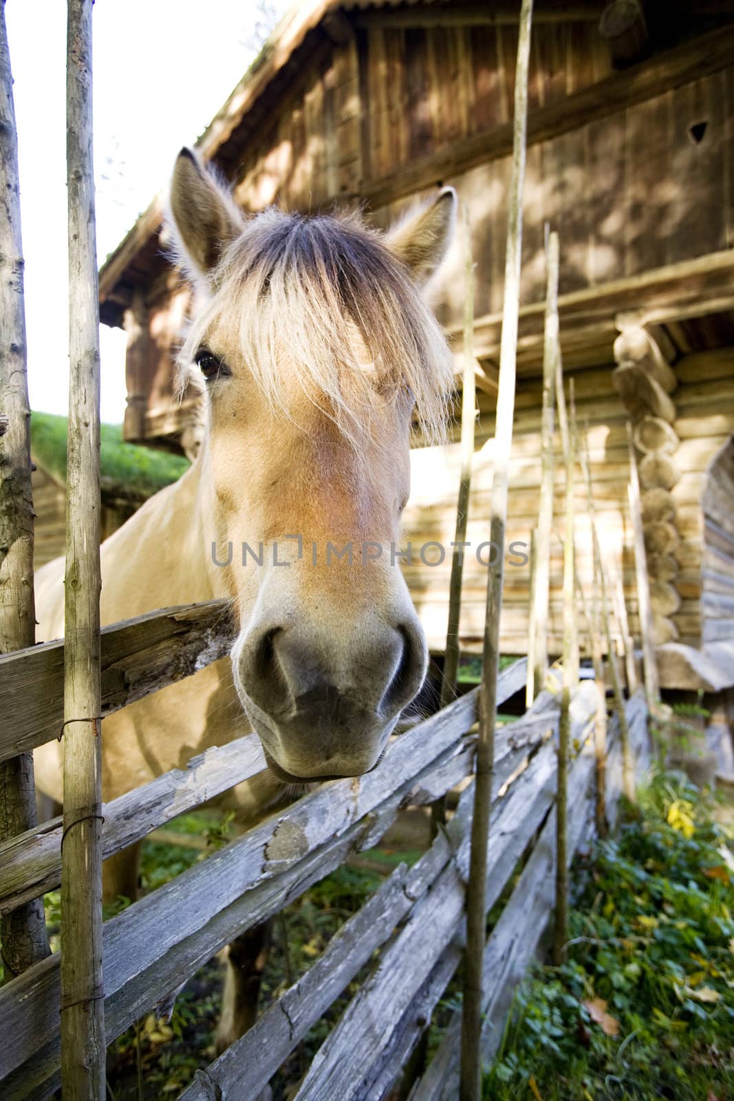 A close up image of a horse in Norway