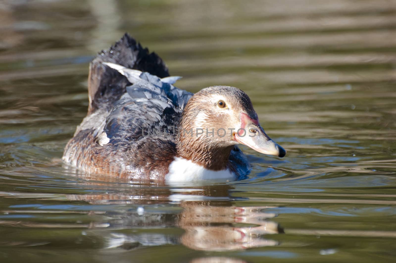 Image of a duck in river. Wild life from spain