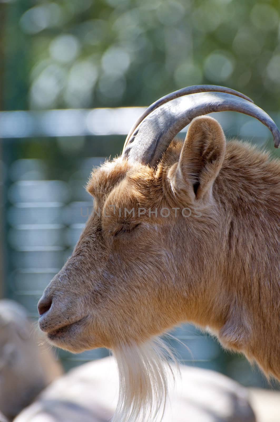 Picture of a goat with great horns.