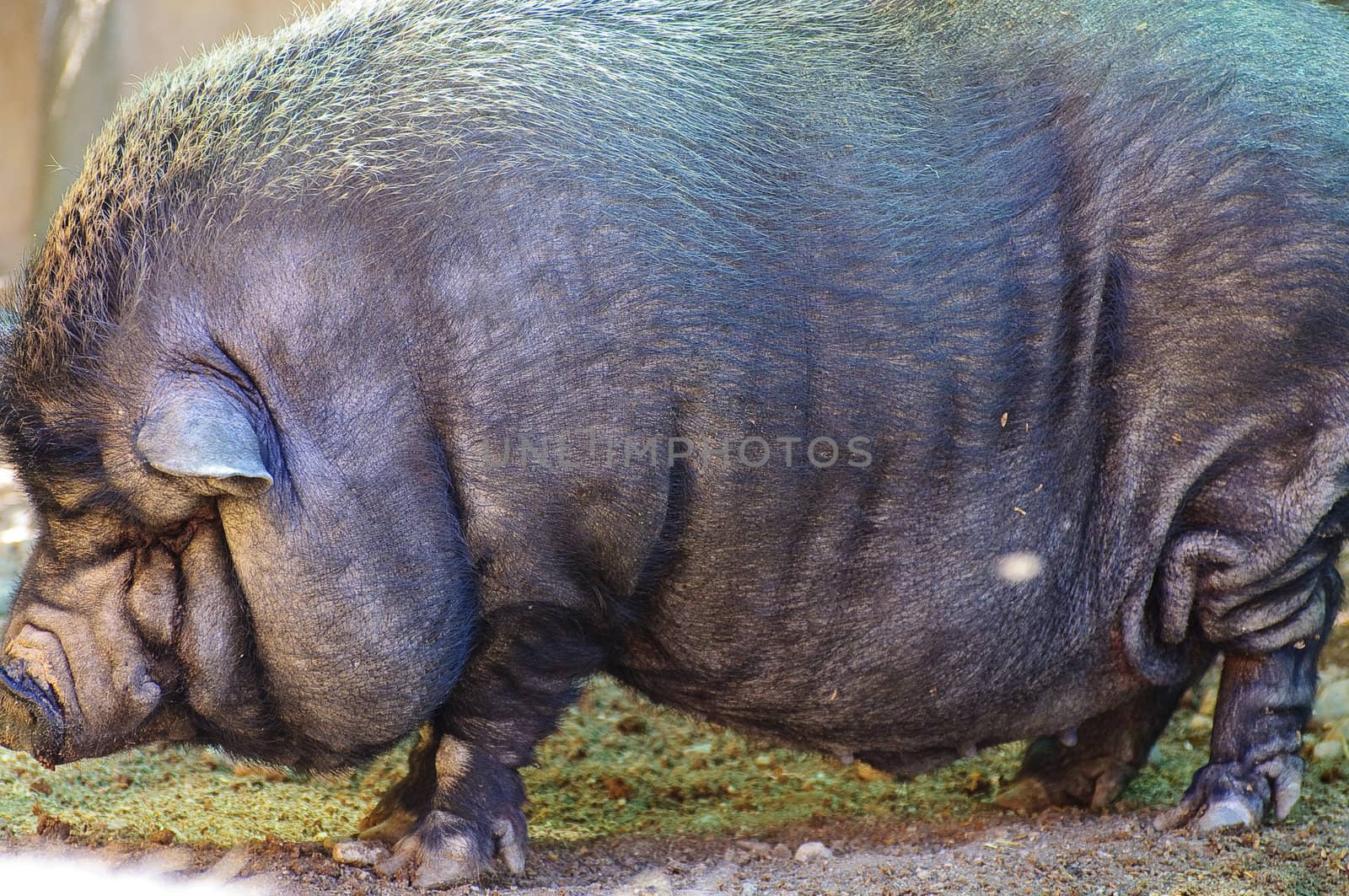 Vietnamese Pig in a Spring Day