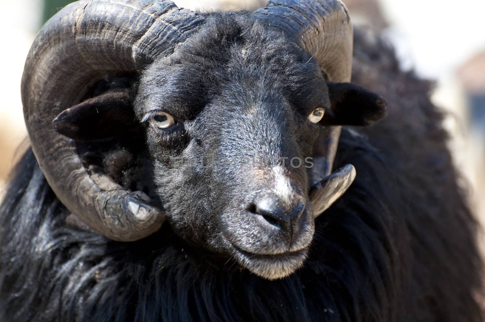 Picture of a goat with great horns.