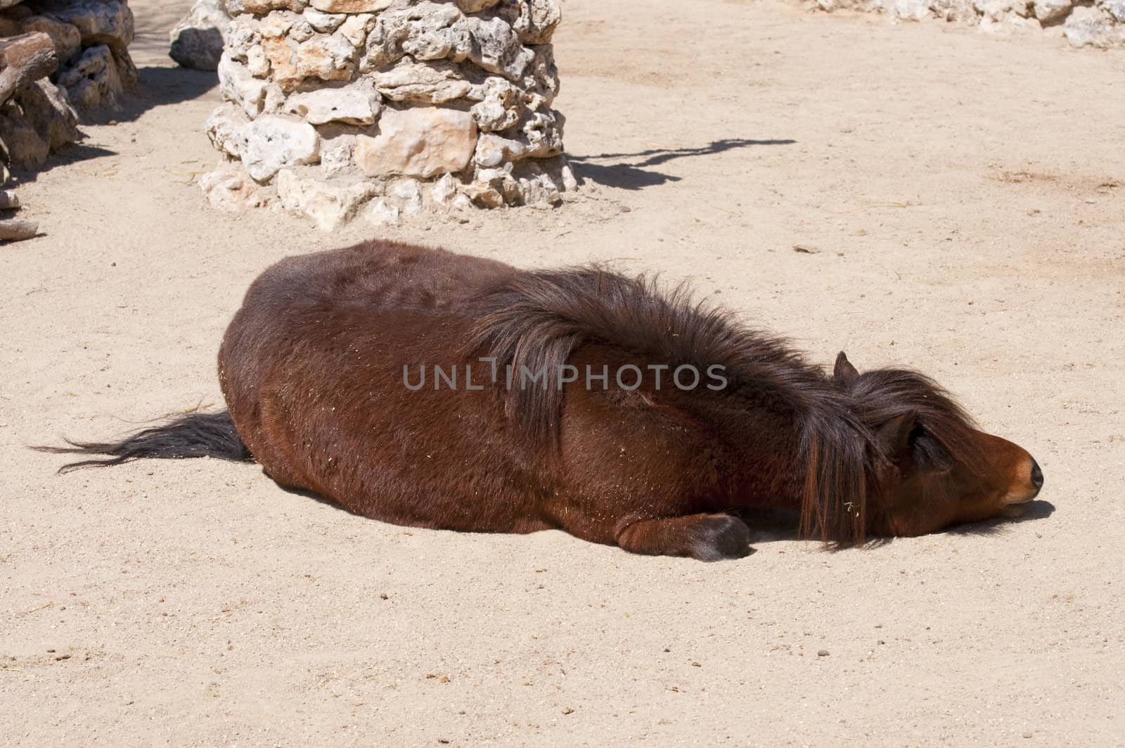 Picture of a nice poney. Brown hair.