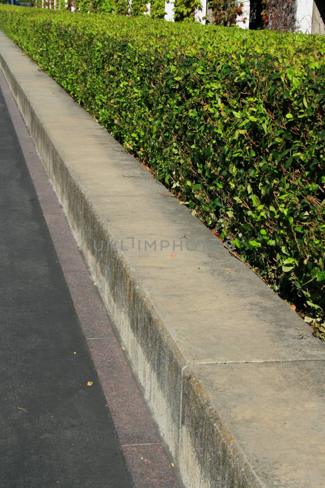 Close up of the hedge plants.
