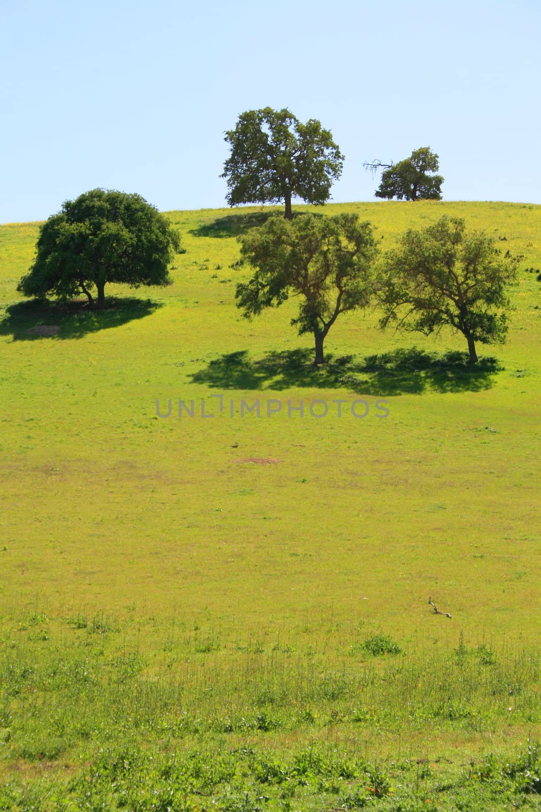 Hilltop with a group of trees over blue sky.
