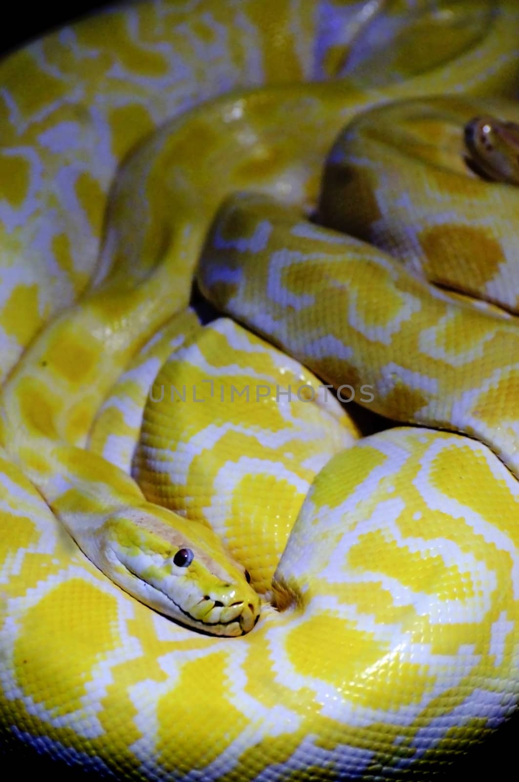 albino python