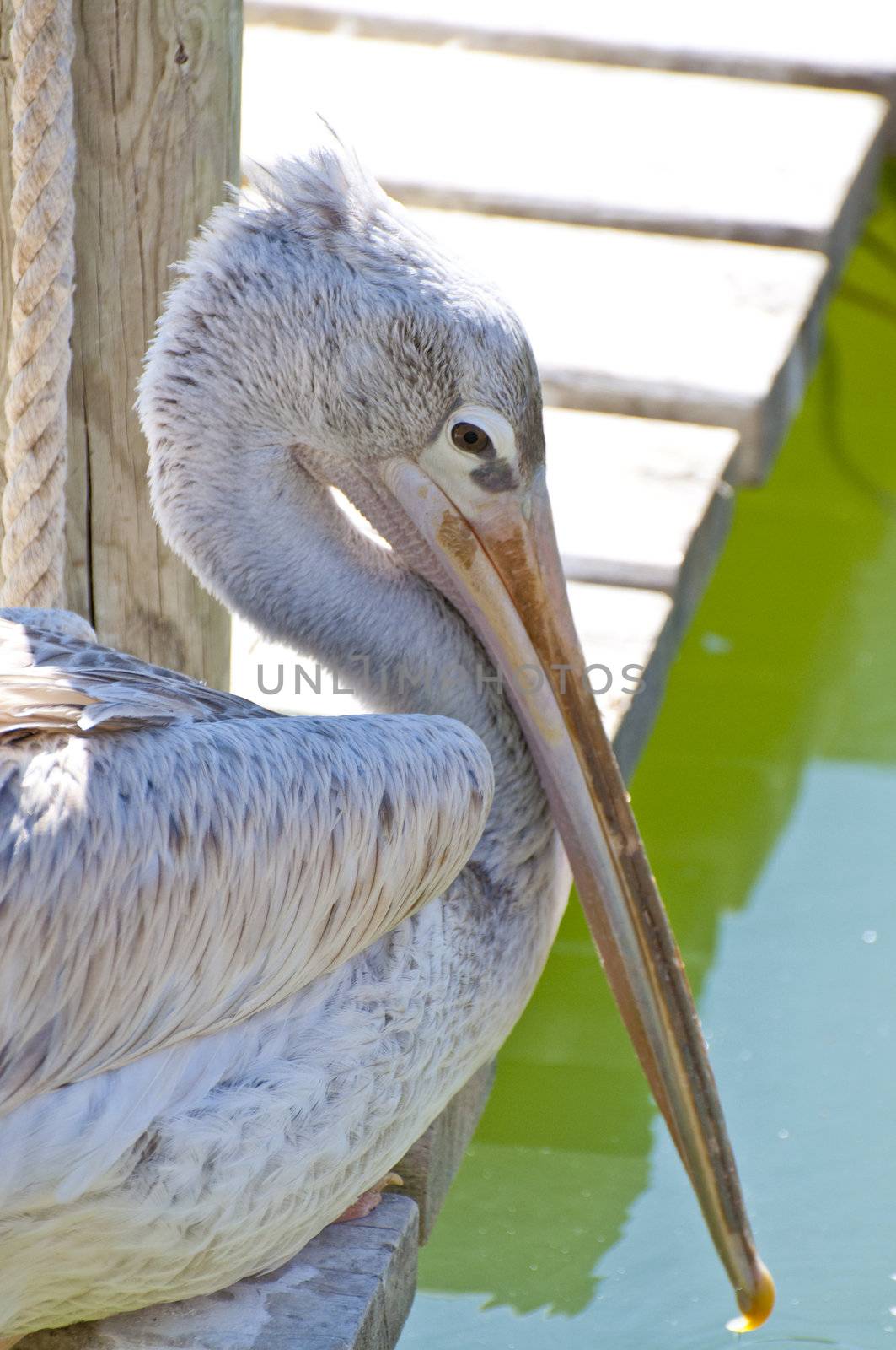 Picture of a pelican. Big beak