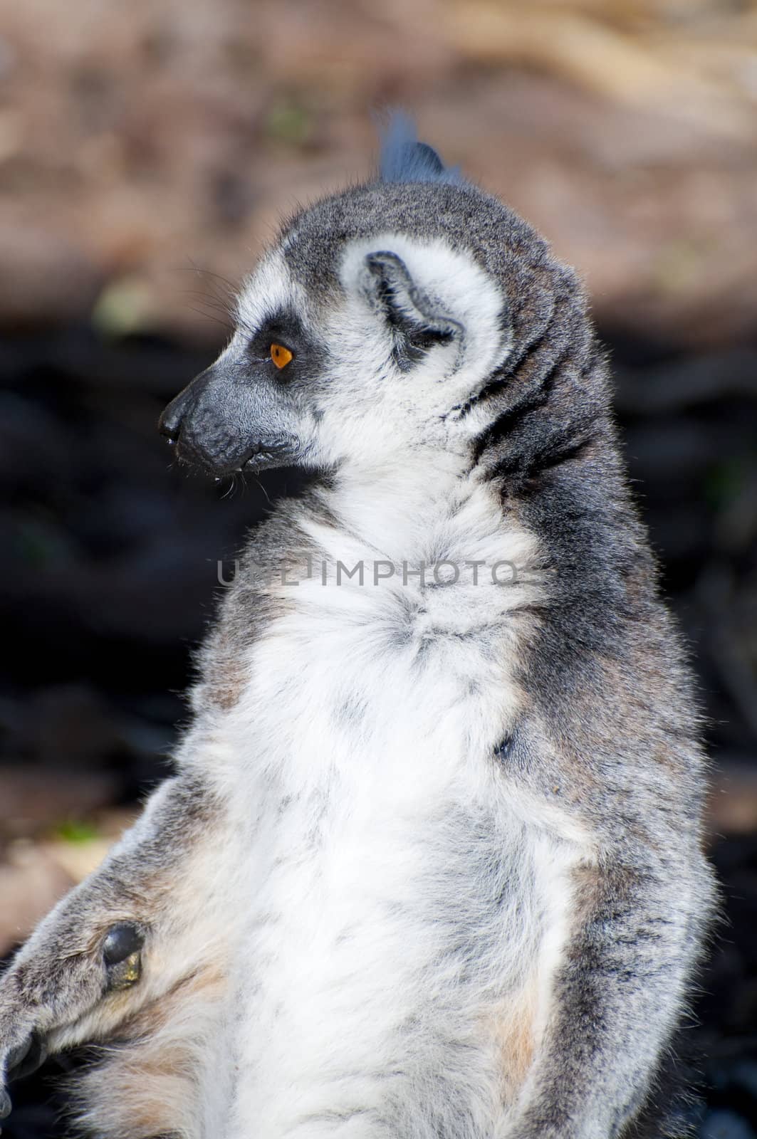 Picture of a nice lemur with beautiful eyes and skin.