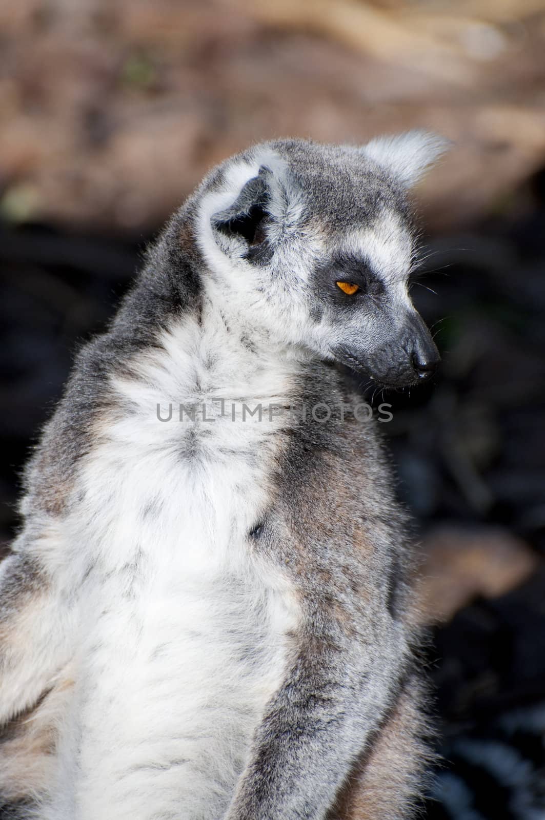 Lemur by FernandoCortes