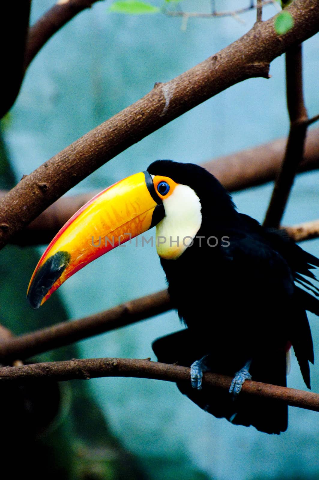 Picture of a tucan with nice colors.