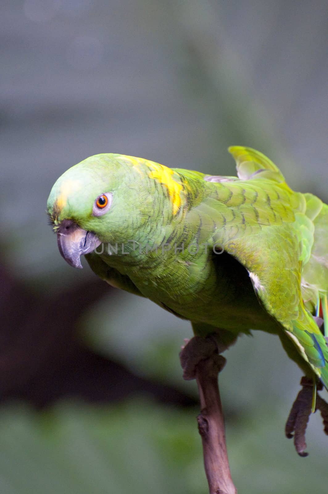 Parrots by FernandoCortes