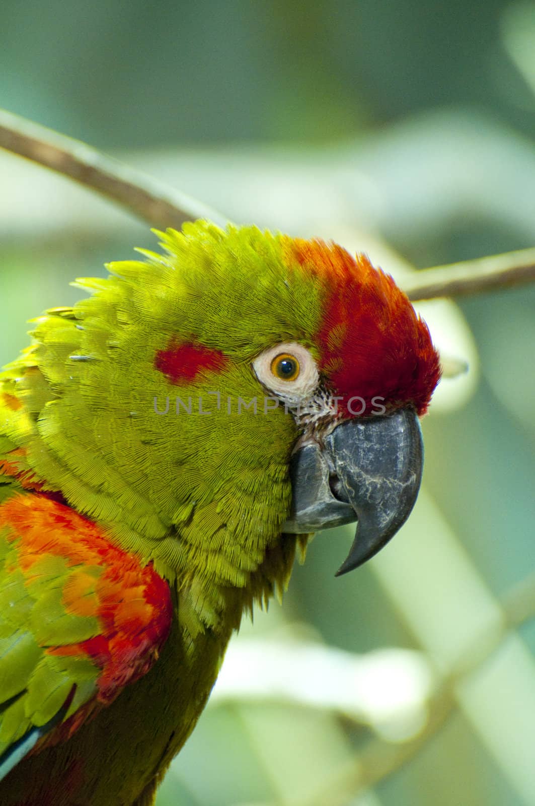 Picture of a parrot with beautiful colors
