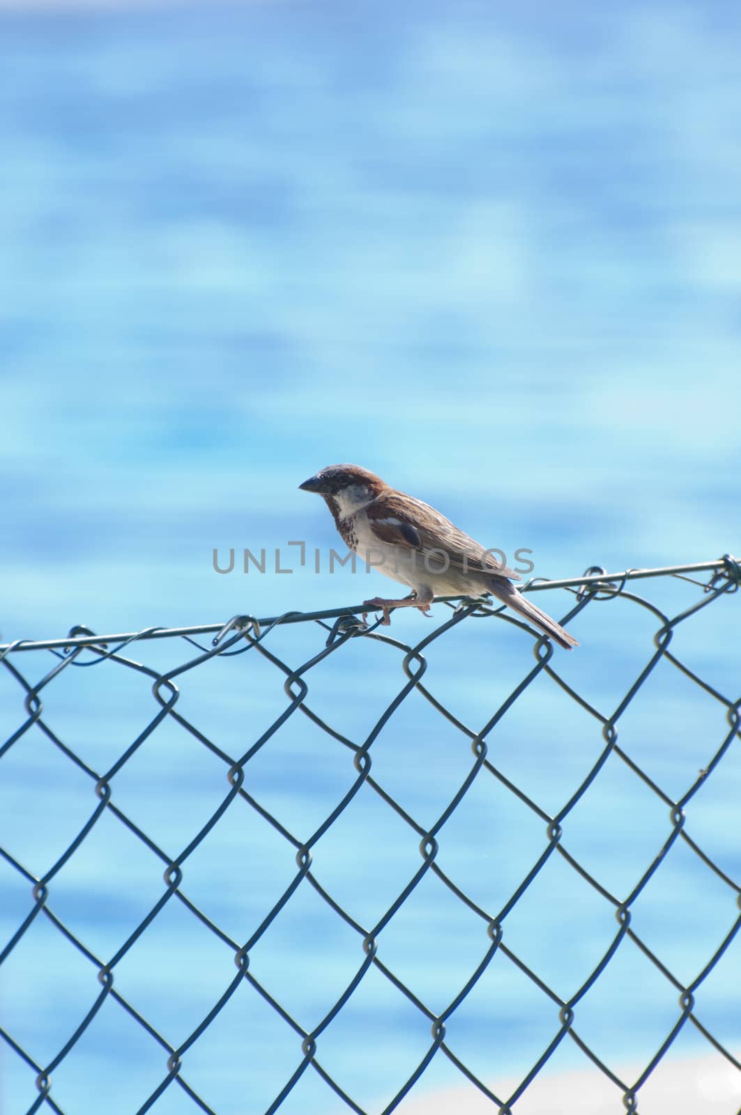 Picture of a bird in a fence.