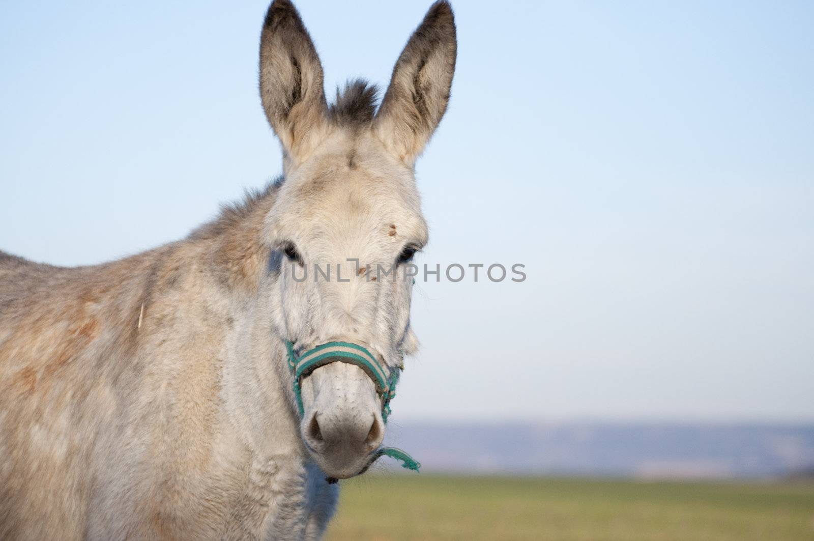 Image of donkeys with sheeps in nice landscape.