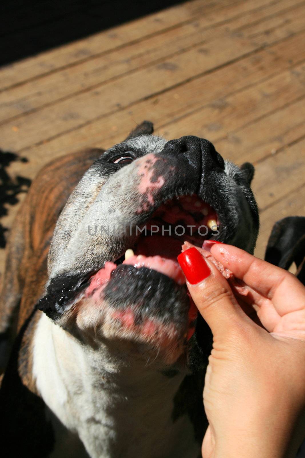 Hand feeding the hungry boxer dog close up.
